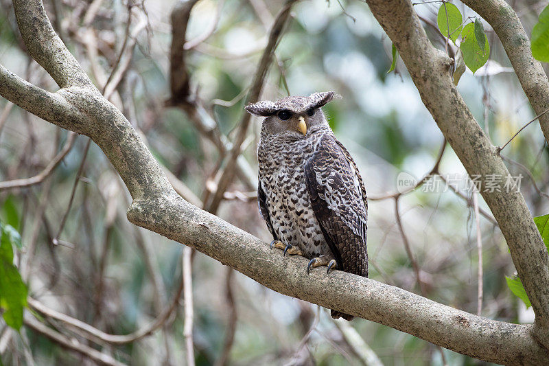 鹰鸮鸟:亚成年斑腹鹰鸮(Bubo nipalensis)，又称森林鹰鸮。